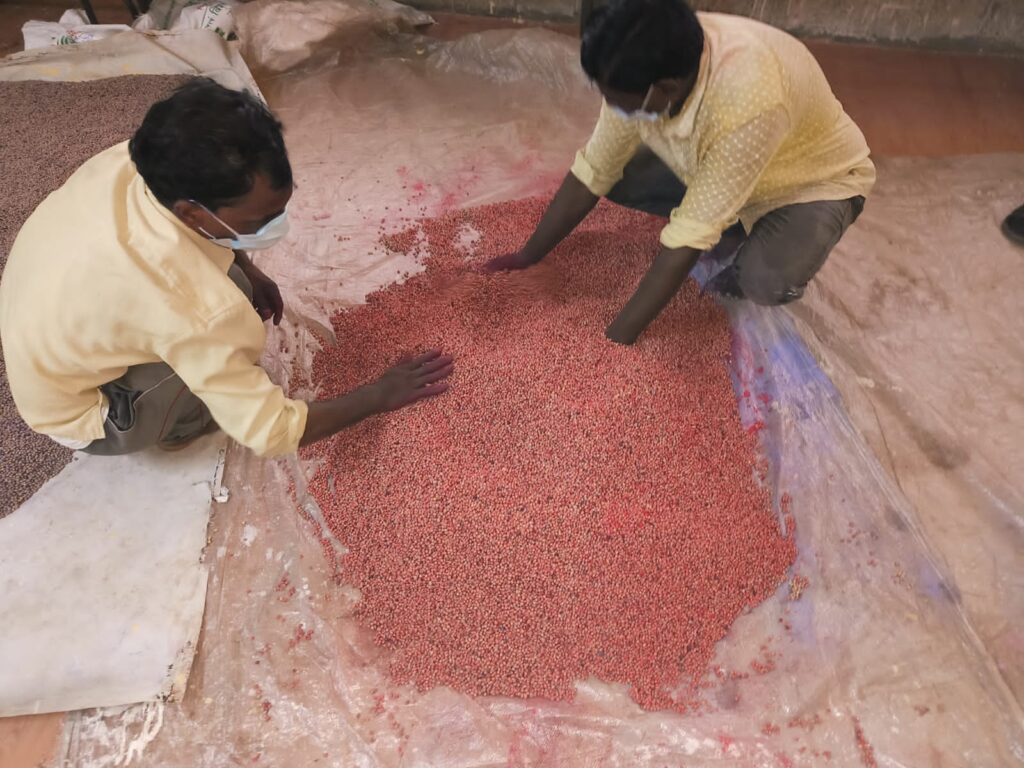 पेरणीपुर्वी सोयाबीनवर बीजप्रक्रिया ठरते महत्वाची